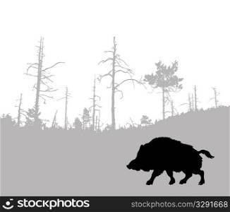 silhouette of the wild boar
