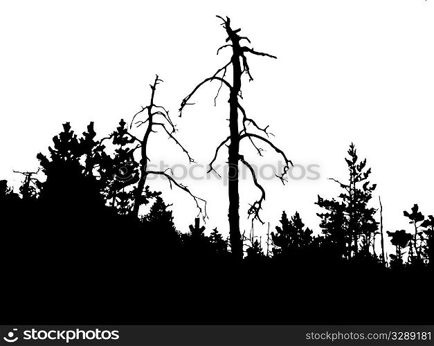silhouette old pine wood on white background