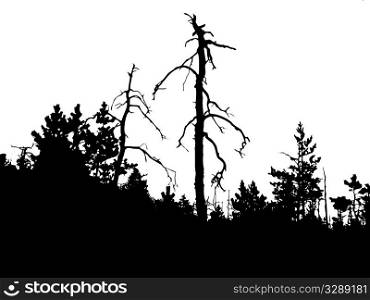 silhouette old pine wood on white background