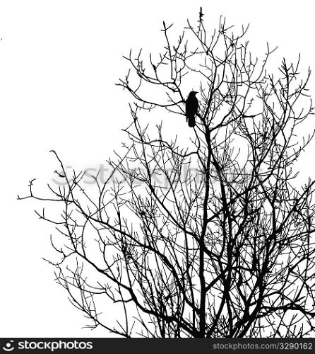 silhouette ravens on tree isolated on white background