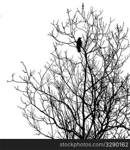 silhouette ravens on tree isolated on white background