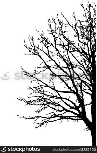 silhouette tree on white background