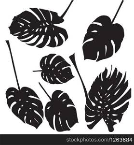 Silhouette tropical monstera leaves. Black isolated on white background.. Vector illustration. Silhouette tropical monstera leaves. Black isolated on white background