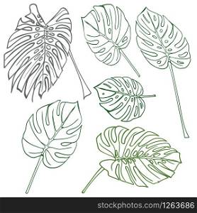 Silhouette tropical monstera leaves. Black isolated on white background.. Vector illustration. Silhouette tropical monstera leaves. Black isolated on white background