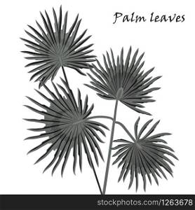 Silhouette tropical palm leaves black isolated on white background. Vector illustration. Silhouette tropical palm leaves black isolated on white background.