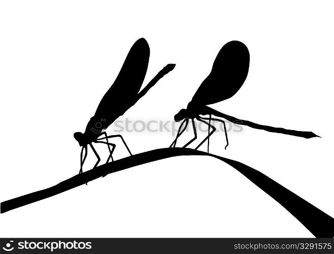 silhouette two dragonflies on herb
