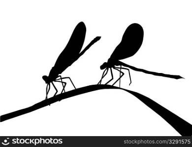 silhouette two dragonflies on herb