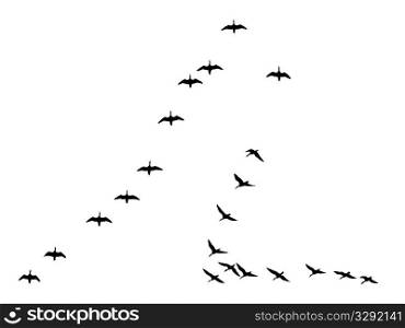 silhouettes flock geese isolated on white background