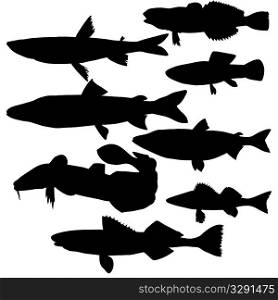 silhouettes of river fish on white background