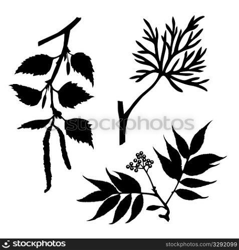 silhouettes of the timber plants on white background