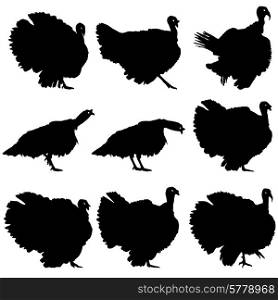 Silhouettes of turkeys. Vector illustration.