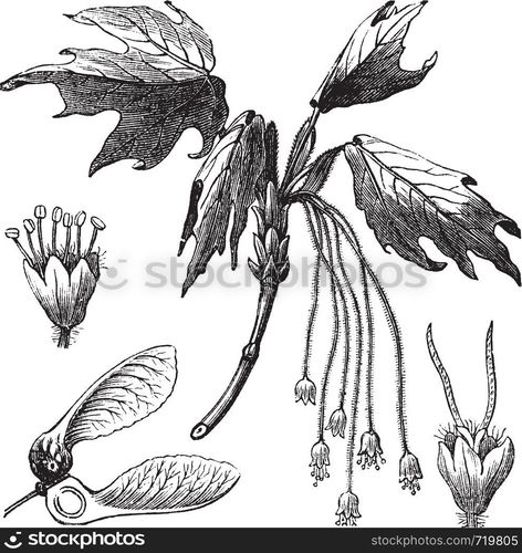 Silver Maple or Creek Maple or River Maple or Silverleaf Maple or Soft Maple or Water Maple or White Maple or Acer saccharinum, vintage engraving. Old engraved illustration of Silver Maple showing flowers and winged seed (lower left).