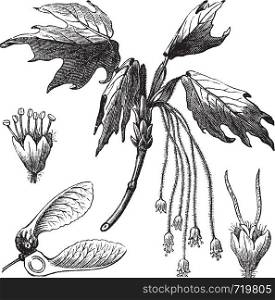Silver Maple or Creek Maple or River Maple or Silverleaf Maple or Soft Maple or Water Maple or White Maple or Acer saccharinum, vintage engraving. Old engraved illustration of Silver Maple showing flowers and winged seed (lower left).
