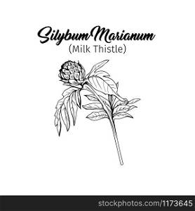 Silybum marianum black and white vector illustration. Homeopathic ingredient, honey plant bud. Botanical monochrome drawing. Thorny young wildflower, weed engraved sketch. Poster design element. Milk thistle bud black ink freehand sketch