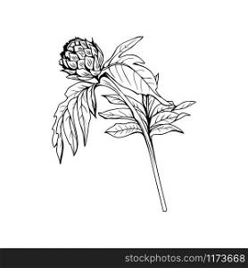 Silybum marianum black and white vector illustration. Homeopathic ingredient, honey plant bud. Botanical monochrome drawing. Thorny young wildflower, weed engraved sketch. Poster design element. Milk thistle bud black ink freehand sketch