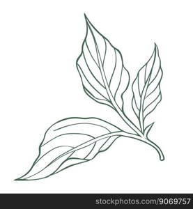 Simple linear icon of chili pepper leaves