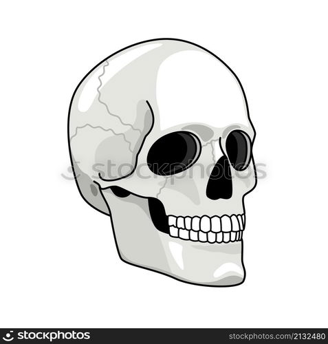 Simple skull. Smiling skulls vector illustration for pirates darkness art, evil horror graphics, head line bones elements, hand drawn skeleton face, halloween traditional death drawing white isolated. Simple skull. Smiling skulls vector illustration for pirates darkness art, evil horror graphics, head line bones elements, hand drawn skeleton face, halloween traditional death drawing