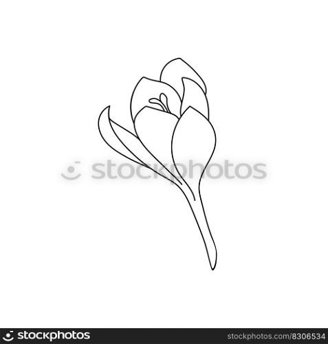 Single crocus saffron flower drawn with a stroke. Botanical illustration vector bud of expensive spice