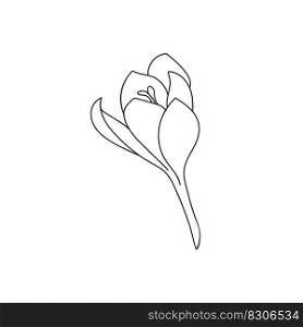 Single crocus saffron flower drawn with a stroke. Botanical illustration vector bud of expensive spice