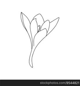 Single crocus saffron flower linear drawing. Botanical illustration vector bud of expensive spice