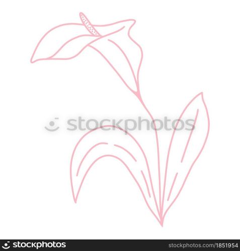 Single delicate beautiful calla flower line art, vector illustration. Botanical simple element for design. Hand drawing, outline sketch.. Single delicate beautiful calla flower line art, vector illustration.