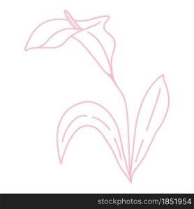 Single delicate beautiful calla flower line art, vector illustration. Botanical simple element for design. Hand drawing, outline sketch.. Single delicate beautiful calla flower line art, vector illustration.
