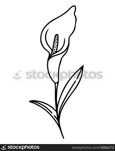 Single flower calla hand drawing contour, vector. Illustration of a beautiful flower with leaves.