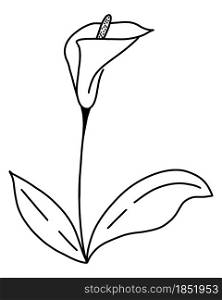 Single flower calla hand drawing contour, vector. Ilustration of beautiful flower with ieaves. Silhouette of a botanical element.. Single flower calla hand drawing contour, vector.