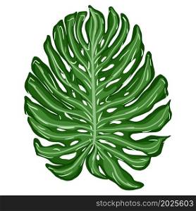 Single monstera plant leaves. Tropical palm leaf isolated on white background. Vector illustration. Single monstera plant leaves. Tropical palm leaf