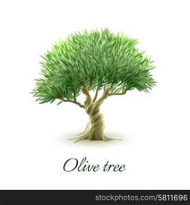 Single olive tree picture print. Stylized picture of beautiful evergreen olive tree grown for fruit to produce oil poster abstract vector illustration