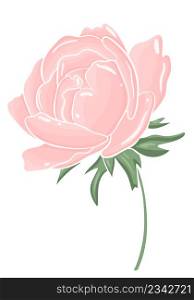 Single peony. Delicate garden flower. Pink pastel bloom, hand drawn vector illustration