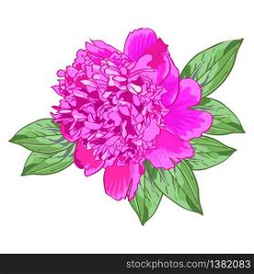 Single pink peony with green leaves on a white background.Beautiful realistic flower.The isolated image on a white background.Vector illustration.Design for greeting card birthday,mother&rsquo;s,wedding.. Single pink peony with green leaves
