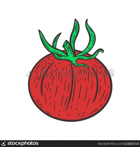 Single red tomato hand engraved. Ripe vegetable vector isolated illustration. Color sketch healthy organic food. Single red tomato hand engraved