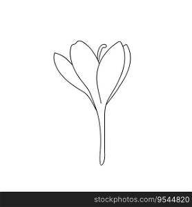 Single simple crocus saffron flower drawn with a stroke. Botanical illustration vector bud icon