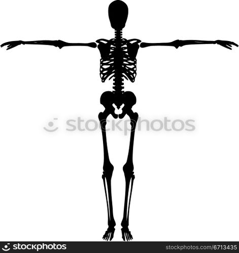 skeleton