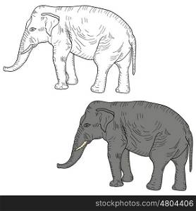 Sketch a large African elephant on a white background. Vector illustration. Sketch a large African elephant on a white background. Vector illustration.