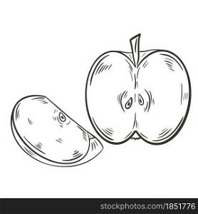 Sketch apple whole and slice, vector illustration. Hand drawing fruits. Vintage image of organic healthy natural food.. Sketch apple whole and slice, vector illustration.