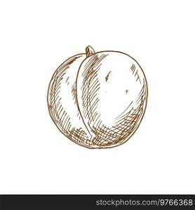 Sketch apricot fruit isolated peach plum drawing. Vector summer food, juicy berry dessert. Apricot fruit isolated hand drawn sketch. Vector