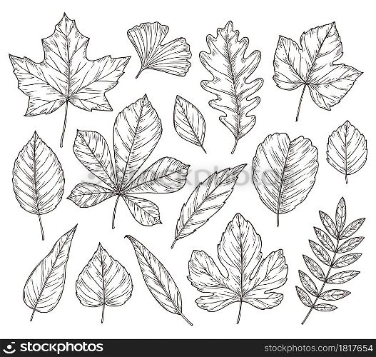 Sketch autumn leaves. Fall leaf, hand drawn vintage foliage element. Isolated forest maple oak rowan tree, botany nature vector illustration. Season rowan leaf, foliage and floral natural sketch. Sketch autumn leaves. Fall leaf, hand drawn vintage foliage element. Isolated forest maple oak rowan tree, botany nature vector illustration