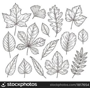 Sketch autumn leaves. Fall leaf, hand drawn vintage foliage element. Isolated forest maple oak rowan tree, botany nature vector illustration. Season rowan leaf, foliage and floral natural sketch. Sketch autumn leaves. Fall leaf, hand drawn vintage foliage element. Isolated forest maple oak rowan tree, botany nature vector illustration