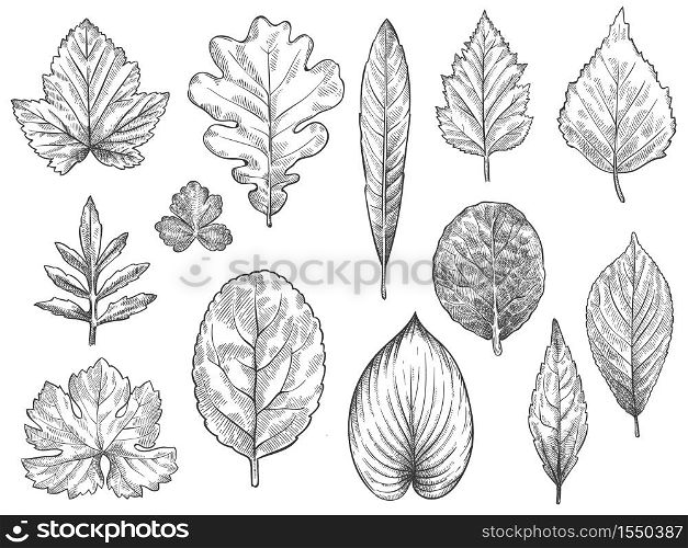 Sketch autumn leaves. Hand drawn fall foliage, forest leaf botanical elements for seasonal advertisement, invitation or textile vector set. Engraved natural tree leaves isolated illustration. Sketch autumn leaves. Hand drawn fall foliage, forest leaf botanical elements for seasonal advertisement, invitation or textile vector set