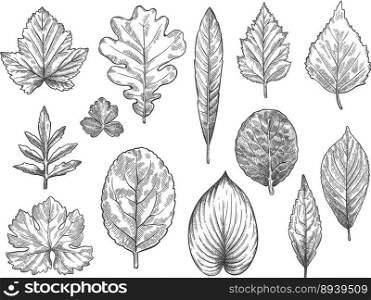 Sketch autumn leaves hand drawn fall foliage vector image
