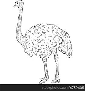 Sketch big ostrich standing on a white background. Vector illustration. Sketch big ostrich standing on a white background. Vector illustration.