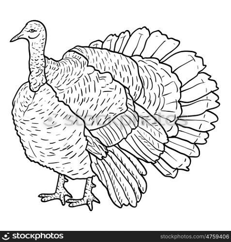 Sketch black turkey on a white background. Vector illustration.. Sketch black turkey on a white background. Vector illustration