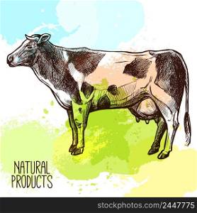 Sketch domestic cow standing with water color splashes on background vector illustration. Cow Sketch Illustration