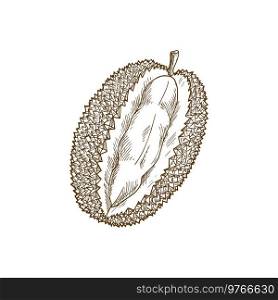 Sketch durian fruit, fresh tropical plant, vector juicy whole unpeeled exotic fruit with spiky peel. Ripe organic product, hand drawn element for design isolated on white background. Sketch durian fruit, fresh plant, organic product