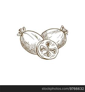 Sketch feijoa fruit, vector tropical plant. Isolated whole and half natural exotic fruits, engraved ripe organic product, design element on white background. Sketch feijoa fruit, vector engraved organic food
