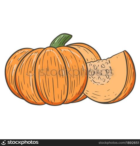 Sketch fresh orange pumpkin, autumn harvest of vegetables. Pumpkin with a cut off piece, a symbol of Thanksgiving. Traditional fall vegetable, isolated vintage object vector illustration.. Sketch fresh orange pumpkin, autumn harvest of vegetables.
