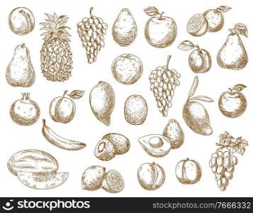 Sketch fruits isolated vector icons pomegranate, avocado and pineapple, peach, banana and avocado farm market or store garden and tropic exotic fruits. Lemon, pear, grape and apple with mango or kiwi. Sketch fruits isolated vector icons, exotic garden