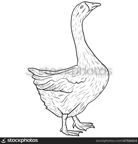 Sketch grey goose on a white background. Vector illustration.. Sketch grey goose on a white background. Vector illustration